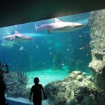 Sharks, Sydney Aquarium