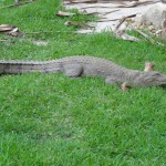 Wildlife Sanctuary - Crocodile