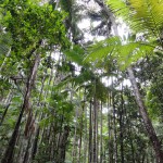 Fraser Island - Rainforest